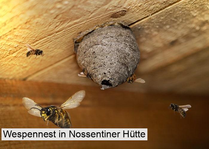 Wespennest in Nossentiner Hütte